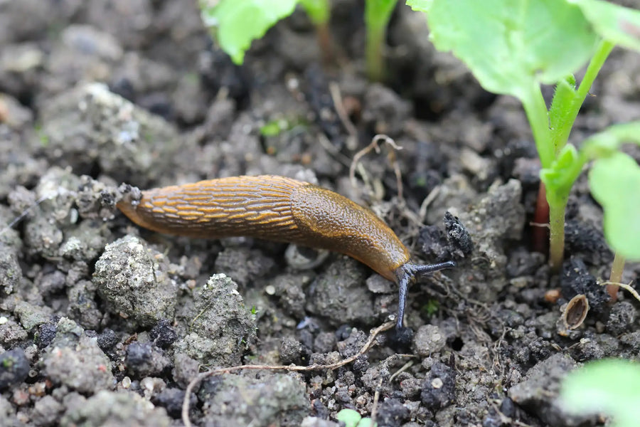 Nacktschnecken im Garten bekämpfen