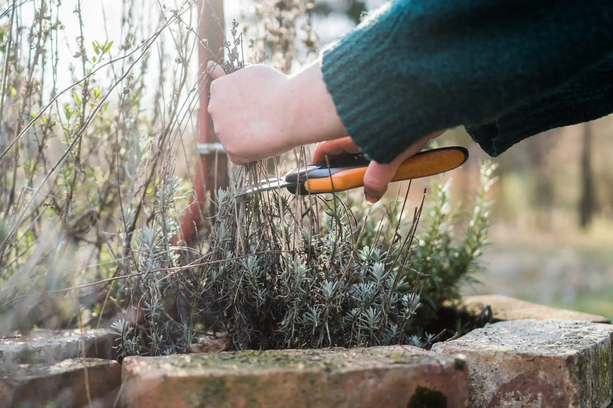 Hand schneidet trockene Lavendelstängel im Garten mit Gartenschere zurück.
