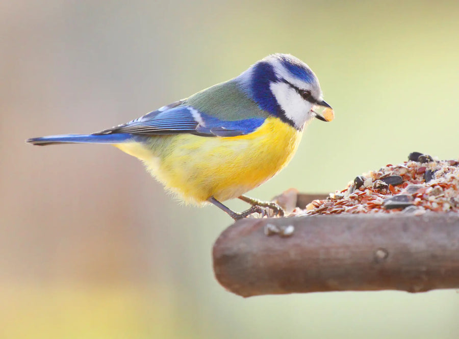 Blaumeise sitzt am Futterplatz und frisst Körner.