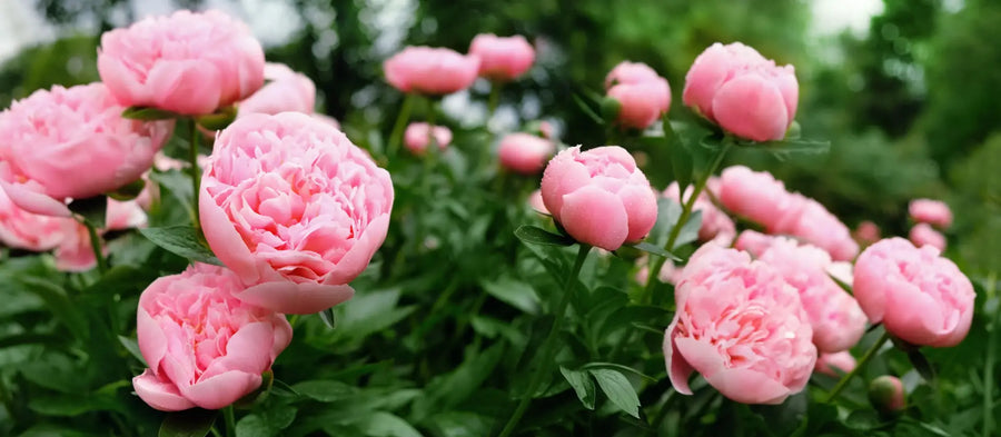 Rosa Pfingstrosenblüten im Garten mit üppigem grünem Laub.