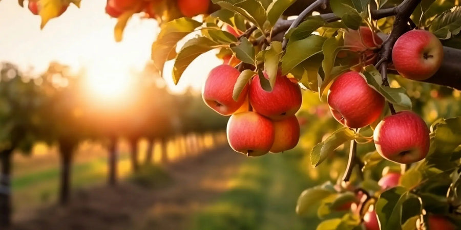 Gartenarbeiten im Oktober – Must-Have Tipps und Ratgeber