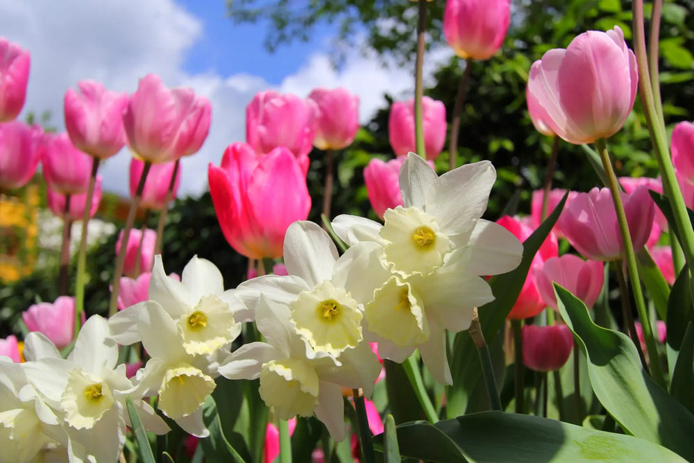 Frühlingsblüher Tulpen und Narzissen: Jetzt Pflanzen!