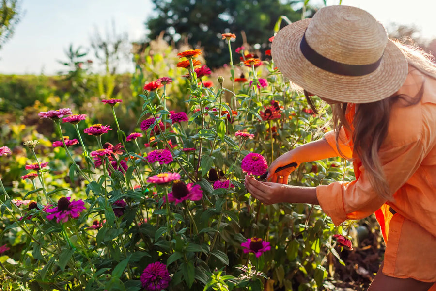 Top 8 Schnell wachsende Sommerblumen für deinen Garten