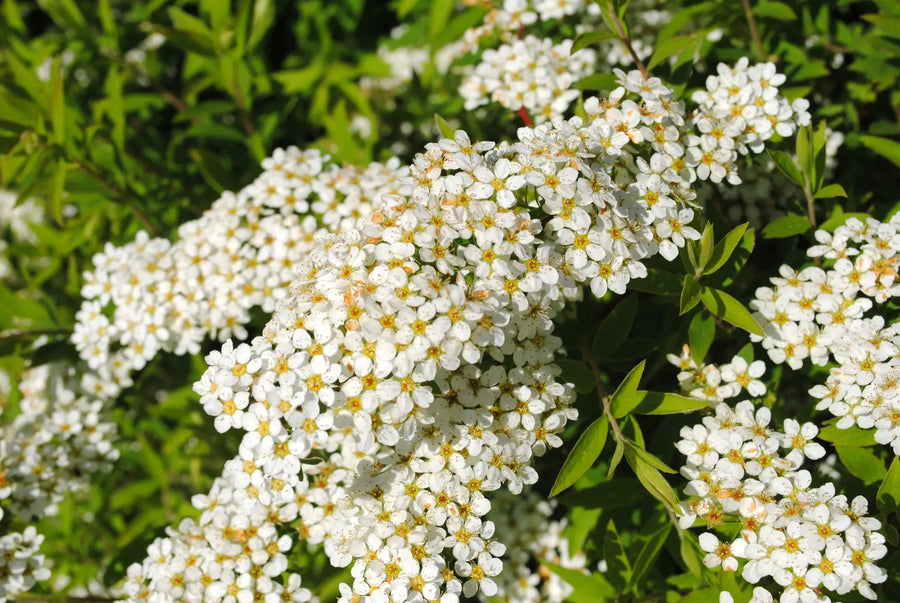 Weiße Blüten einer alpinen Staude in dichten Dolden im Garten.