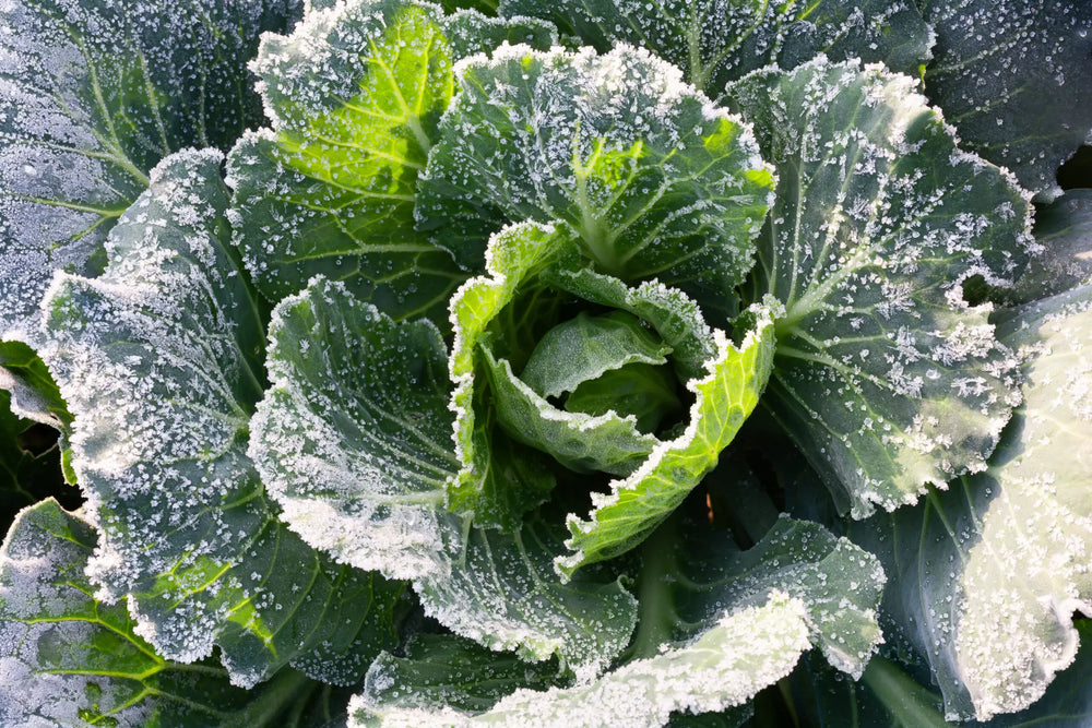 Frost, Ruhe, frische Gemüseernte – so geht die Saison im Winter weiter