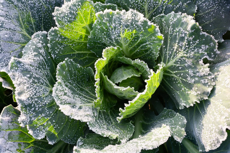 Wintergemüse