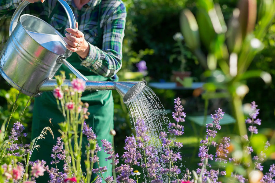 Person gießt blühende Gartenpflanzen mit einer Gießkanne im Beet.