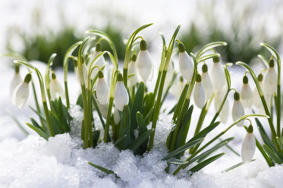 Weiße Schneeglöckchen mit zarten Blüten in frischem Grün, Nahaufnahme im Frühling.