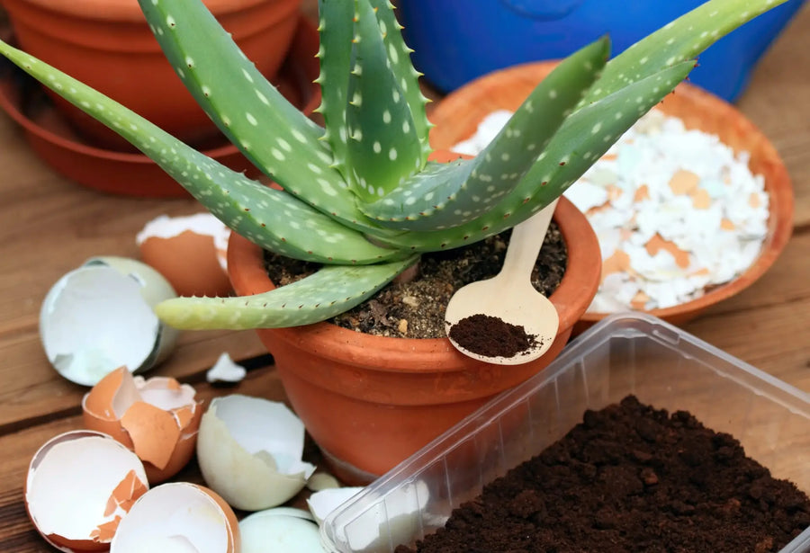 Kaffeesatz im Garten nutzen