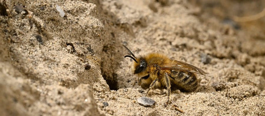 Wildbiene gräbt in sandigem Boden an einem Sandarium.