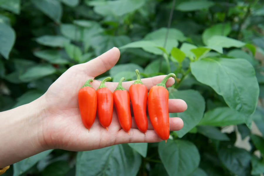 Snackpaprika: Süßer Genuss aus eigenem Anbau
