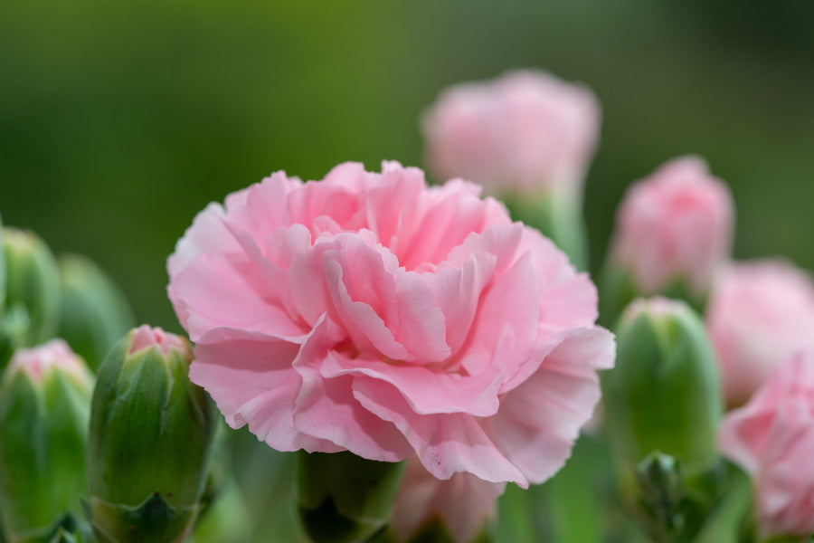 Nelken anpflanzen: Tipps für prächtige Blüten