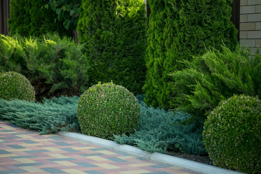 Immergrüne Heckenpflanzen für deinen Garten