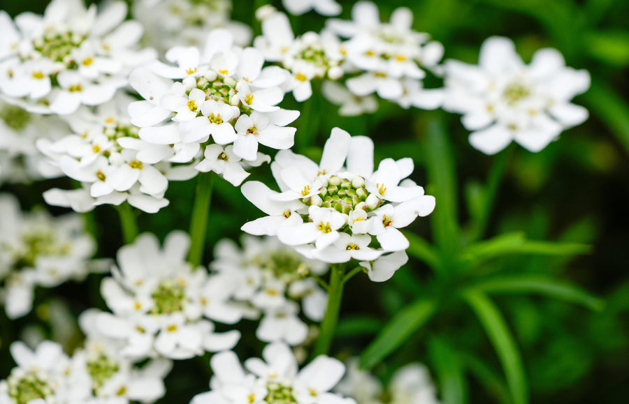 Pflege der Immergrünen Schleifenblume