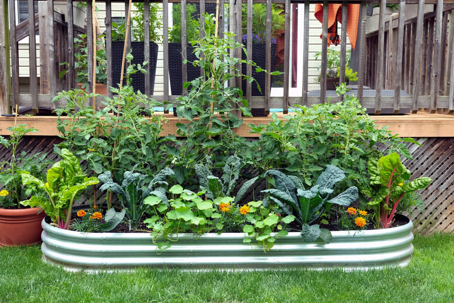 Hochbeet im Garten mit Tomaten, Grünkohl, Mangold, Kapuzinerkresse und Ringelblumen vor einer Holzterrasse