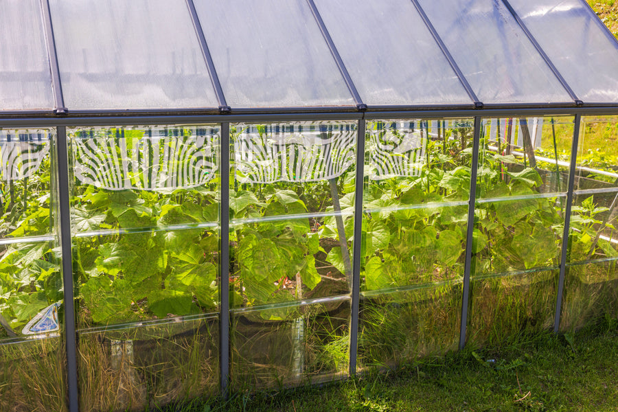 Gurken Gießen: Der Ultimative Leitfaden für Gartenliebhaber