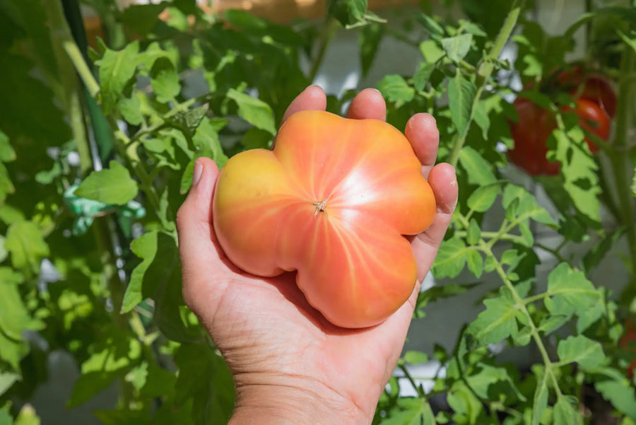Fleischtomate Ananas: Vom Anbau zur Ernte