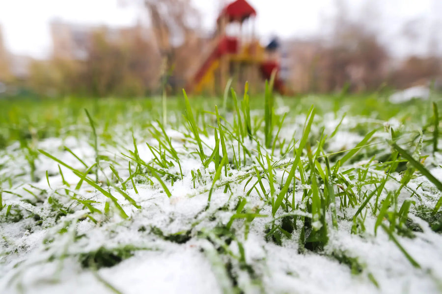 Rasenpflege im Winter: Geheimtipps für sattes Grün