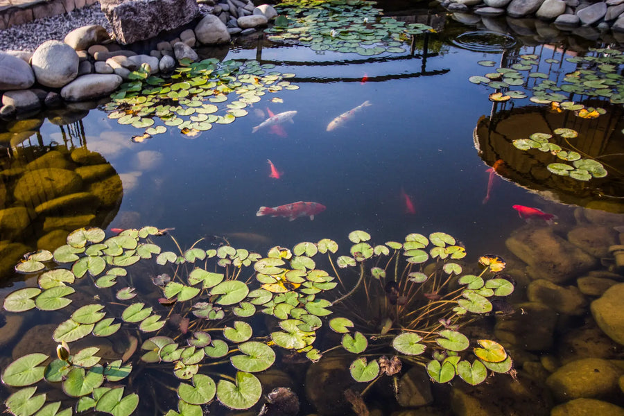 Fische im Teich