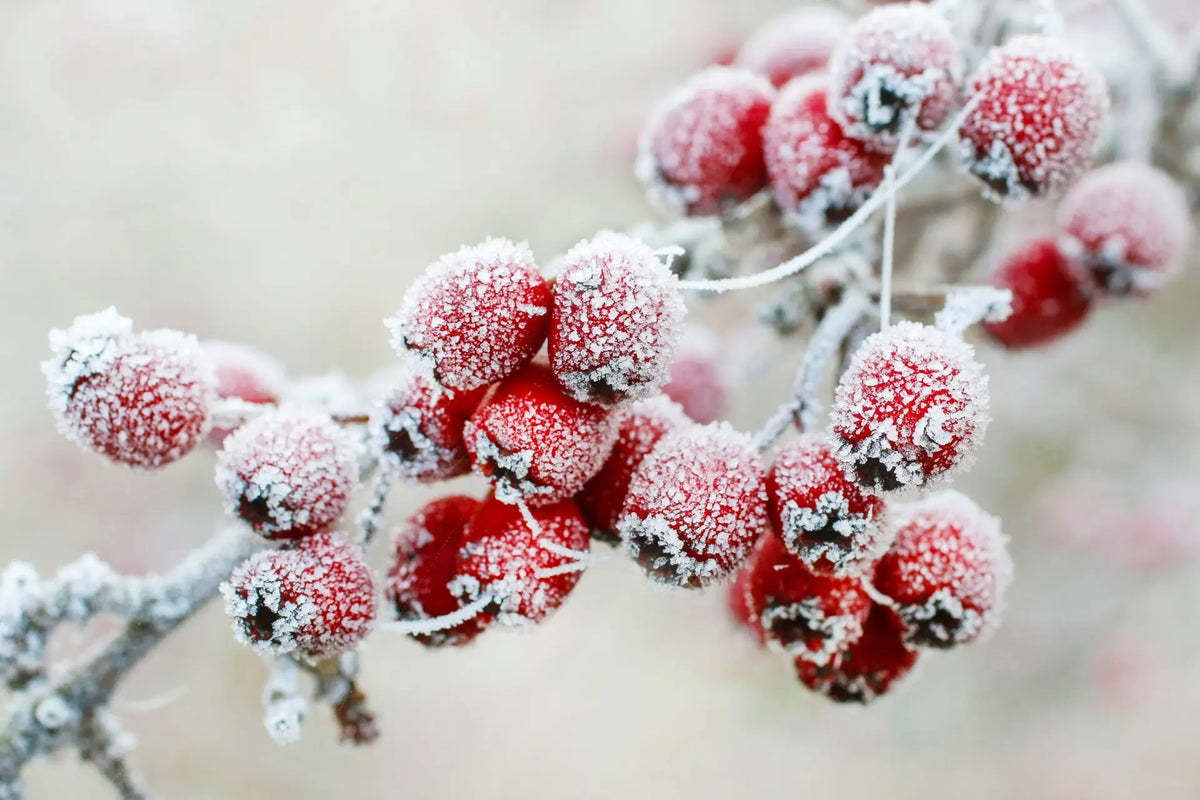 Mit Raureif überzogene rote Beeren an einem Zweig im winterlichen Garten.