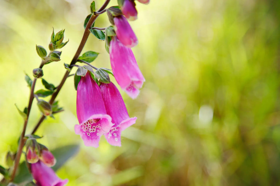 Fingerhut - Giftpflanze im Garten