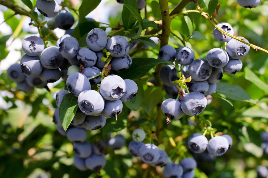Heidelbeeren im Garten