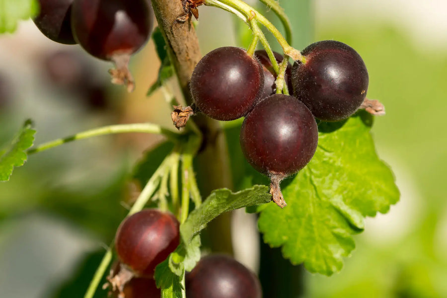 Jostabeeren