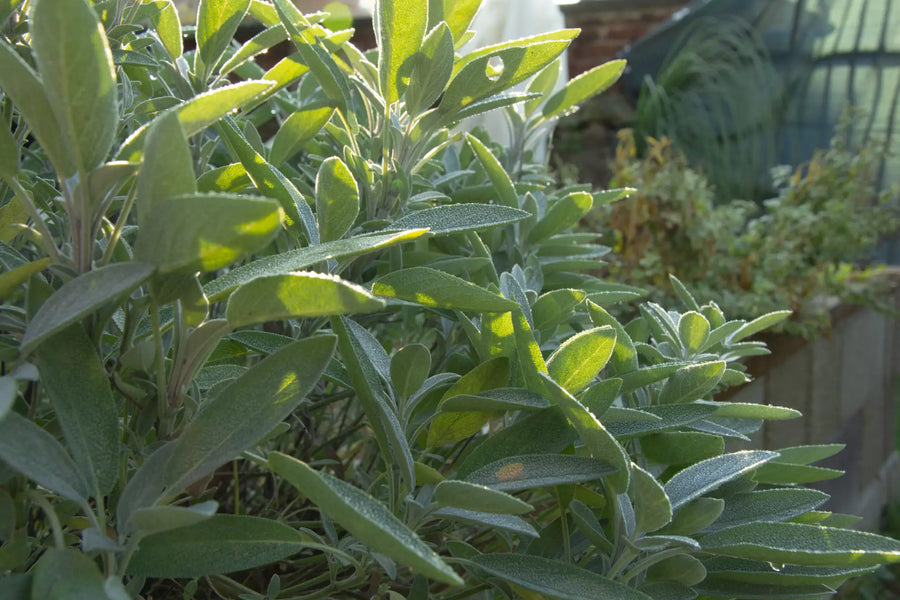 Kräutergarten