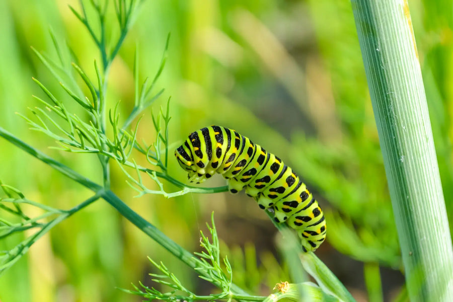Raupen im Garten