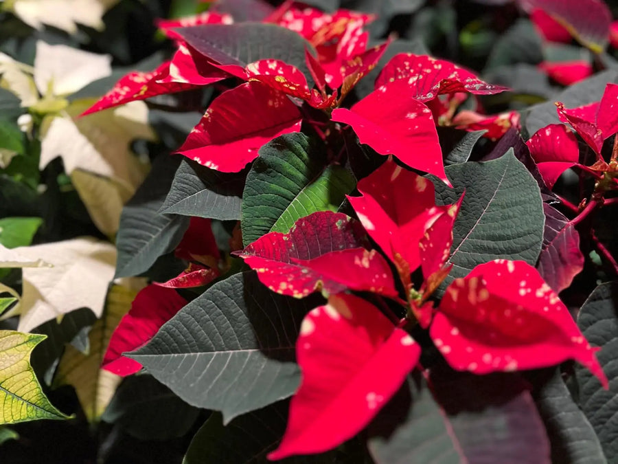 Weihnachtsstern Pflege: Gewusst wie für maximale Blüte