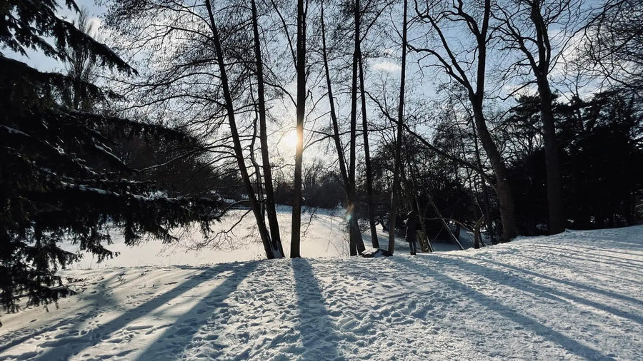 Schneelasten entfernen: Schutz für Pflanzen garantieren