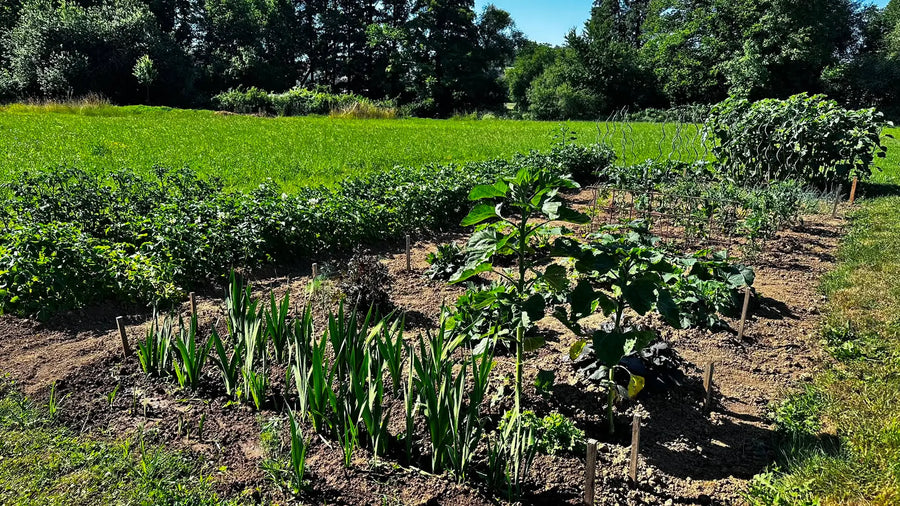 Gemüsegarten im Juli mit Sonnenblumen, Beeten und üppigem Pflanzenwachstum auf einer naturnahen Gartenfläche.