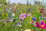 Blumensamen