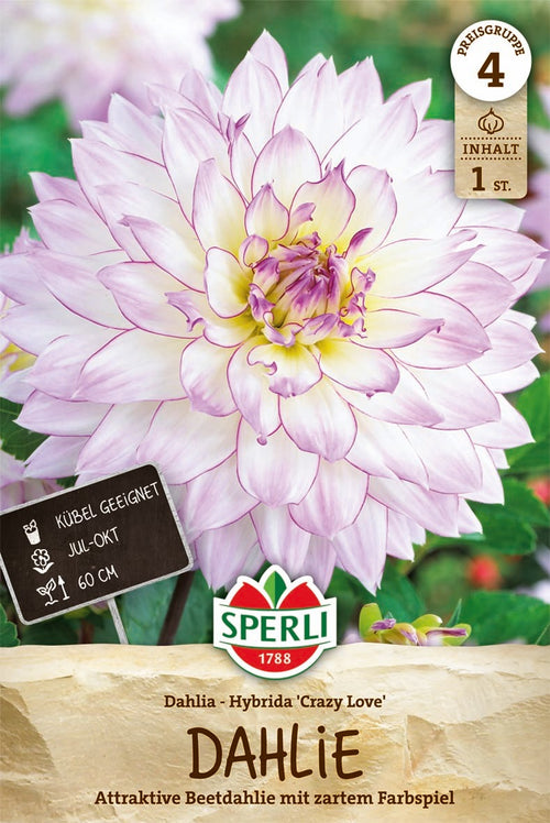 SPERLI Dahlie Crazy Love