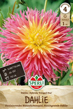 SPERLI Dahlie Fringed Star