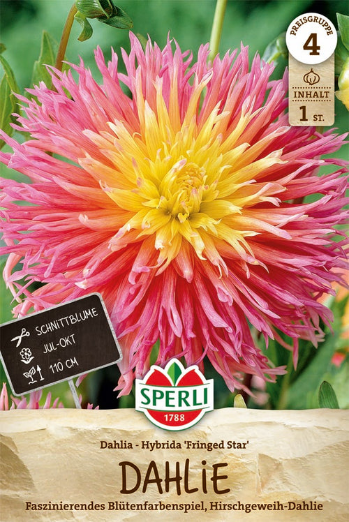 SPERLI Dahlie Fringed Star