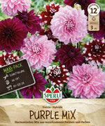SPERLI Dahlie Purple Mix