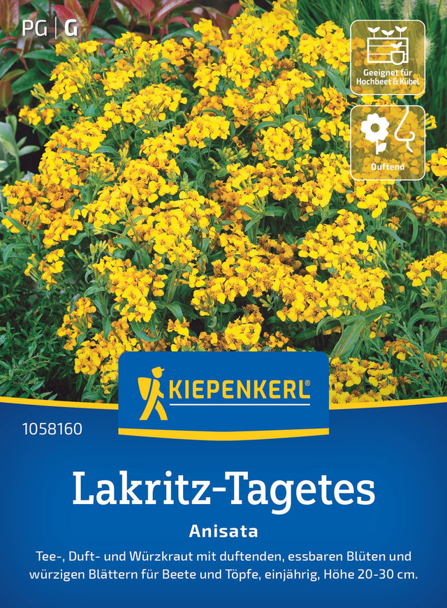 Kiepenkerl Lakritz-Tagetes Anisata