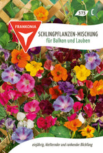 Frankonia Samen Blumensamen-Mischung Schlingpflanzen