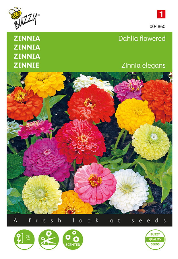 Buzzy Seeds Zinnien Dahlienblütige gefüllte Mischung