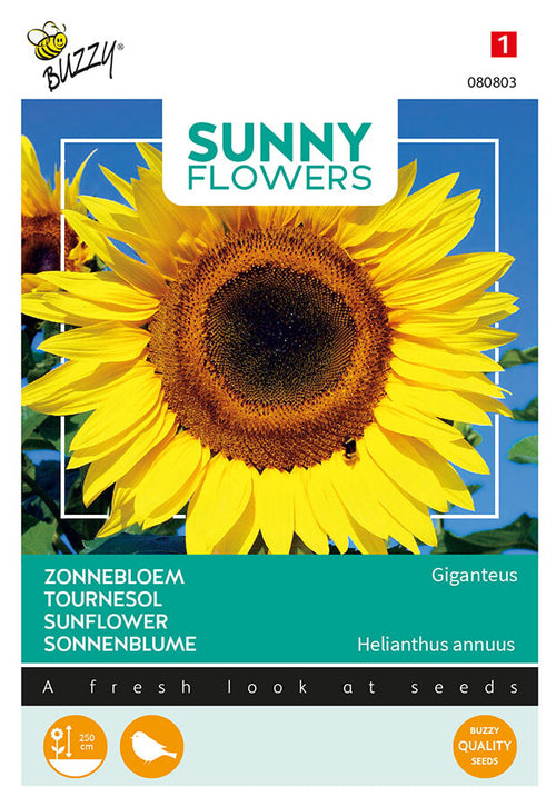 Buzzy Seeds Riesen Sonnenblume Giganteus