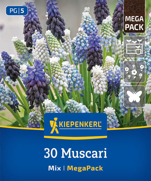 Mega-Pack Traubenhyazinthen Mischung