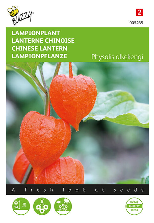 Buzzy Seeds Physalis Lampionblume