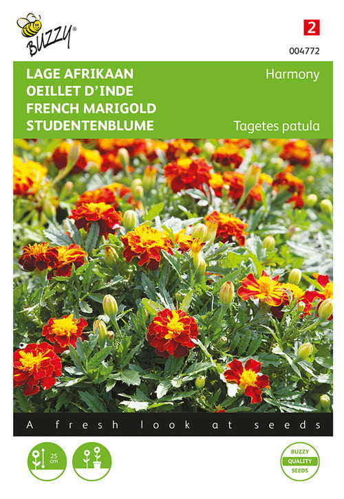 Buzzy Seeds Studentenblumen Petite Harmony
