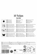 Wildtulpe Tulipa tarda