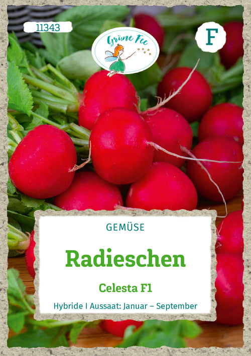 Grüne Fee Radieschen Celesta F1