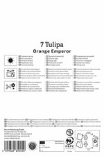 Fosteriana-Tulpe Orange Emperor