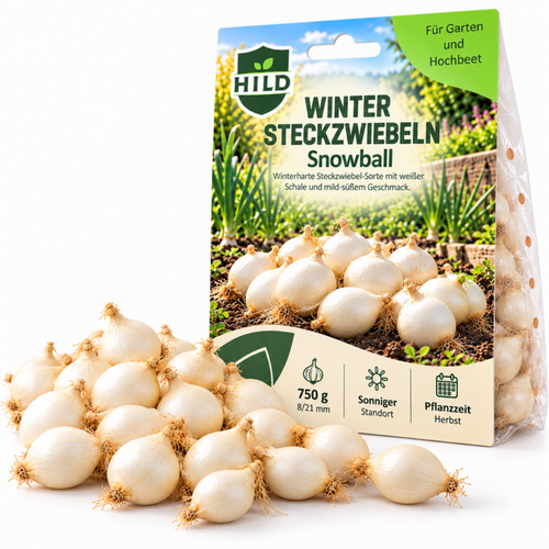 HILD Wintersteckzwiebel Snowball 750 Gramm
