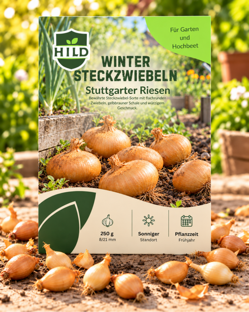 HILD Wintersteckzwiebel Stuttgarter Riesen 250 Gramm