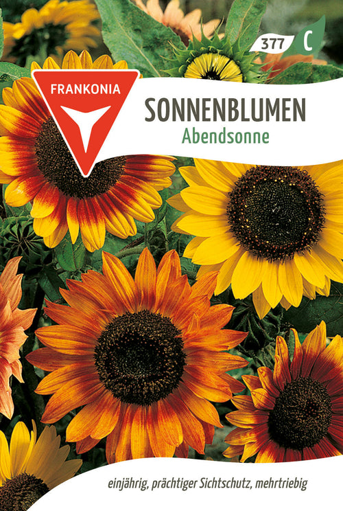 Frankonia Samen Sonnenblumen Abendsonne